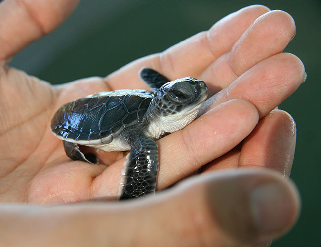 Baby turtle One Arm Point Community aquaculture hatchery