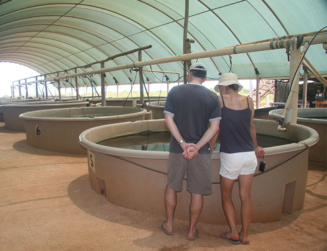 One Arm Point Community aquaculture hatchery