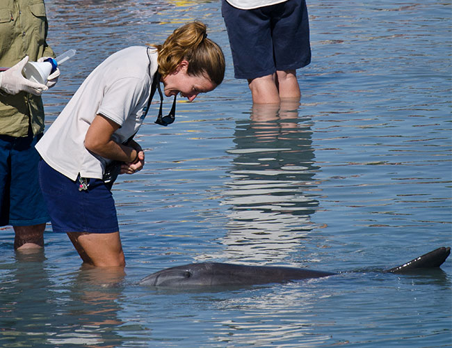 Interacting with wild dolphins Monkey Mia