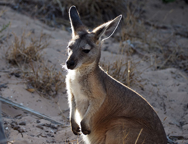 Kangaroo enjoying the beach Coral Coast