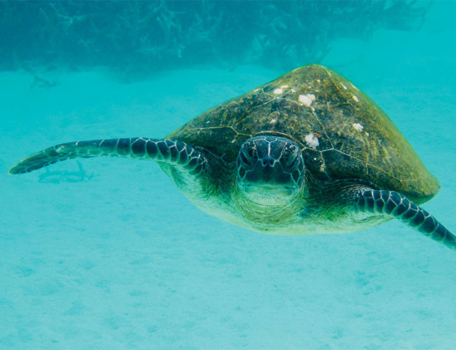 Turtle Ningaloo Reef